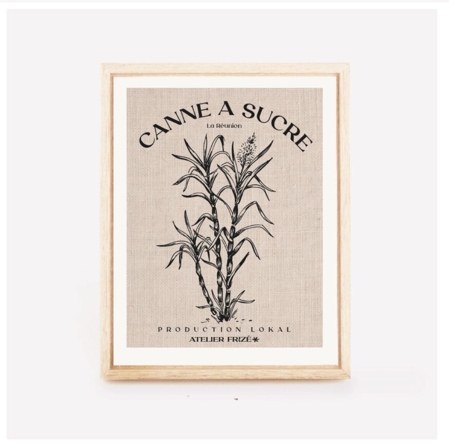 Canne à sucre